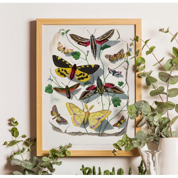 Vintage Butterfly Chart , Botanical Wall Art Unframed Paper Print