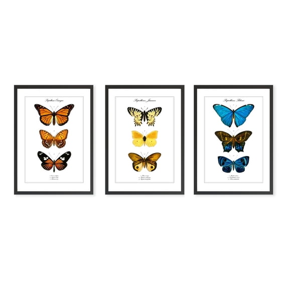 Vintage Butterfly Illustrations Colourful Insect Natural World Gallery Set Set 3 Unframed Paper Print