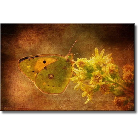 Vintage Butterfly Picture on Stretched Canvas, Wall Art D?cor, Ready to Hang