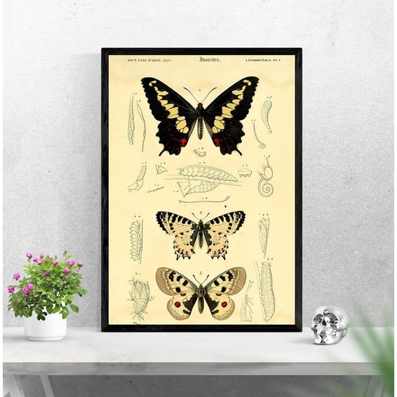 Vintage Butterfly Poster, Butterfly Illustration, Science Textbook, Vintage Illustration, Vintage Wall Art, Bedroom Wall Decor, F107, Unframed Poster Size 24x36
