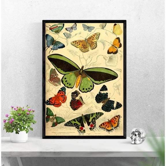 Vintage Butterfly Poster, Butterfly Illustration, Science Textbook, Vintage Illustration, Vintage Wall Art, Bedroom Wall Decor, Unframed Poster Size 24x36