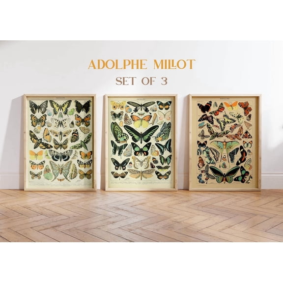 Vintage Butterfly Poster Millot Posters French Insect Charts Butterfly Illustration Biology Poster Home Decor Botanical Posters, Poster Only