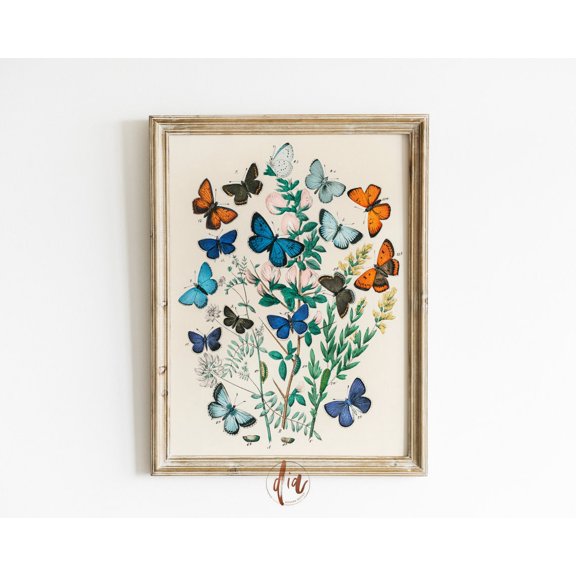 Vintage Butterfly Wall Art Colorful Wing Illustration Eclectic Gallery Home Decoration, Unframed Paper Poster 8x10in