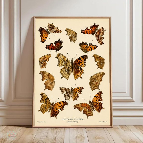 Vintage Butterfly Wall Art Comma Butterfly Illustration Antique Entomology Decor Natural History Insect Artwork