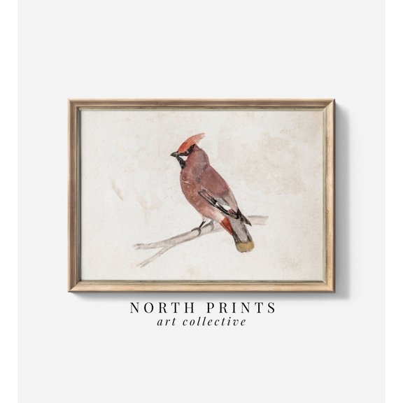 Vintage Cardinal Winter Bird Unframed Paper Print