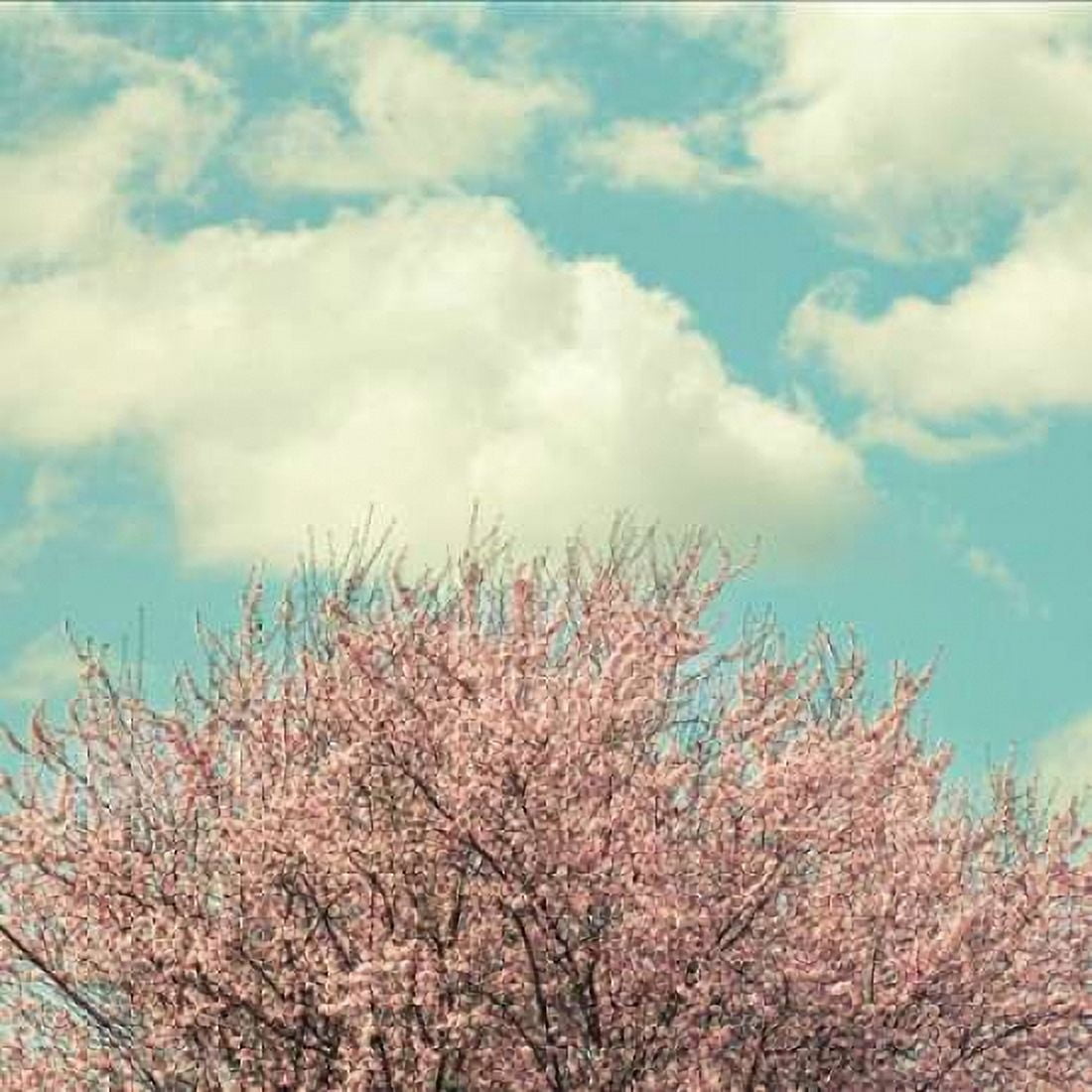Vintage Cherry Blossoms Canvas Art - Vicki Dvorak (24 x 24)