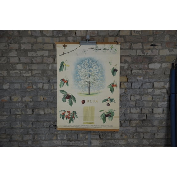 Vintage Cherry Tree Botanical Chart, Unframed Paper Poster 11x14in