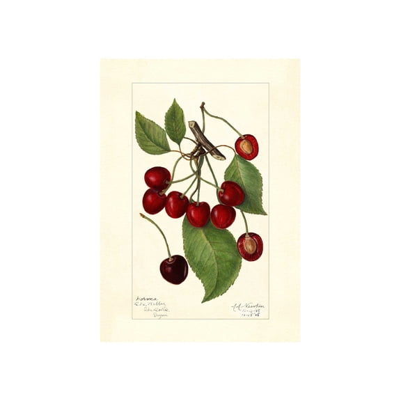Vintage Cherry Varieties Lithograph, Unframed Paper Poster 8x10in