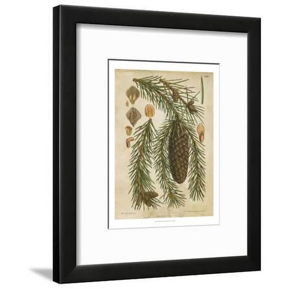 Vintage Conifers I, Framed Art Print Wall Art Sold by Art.Com