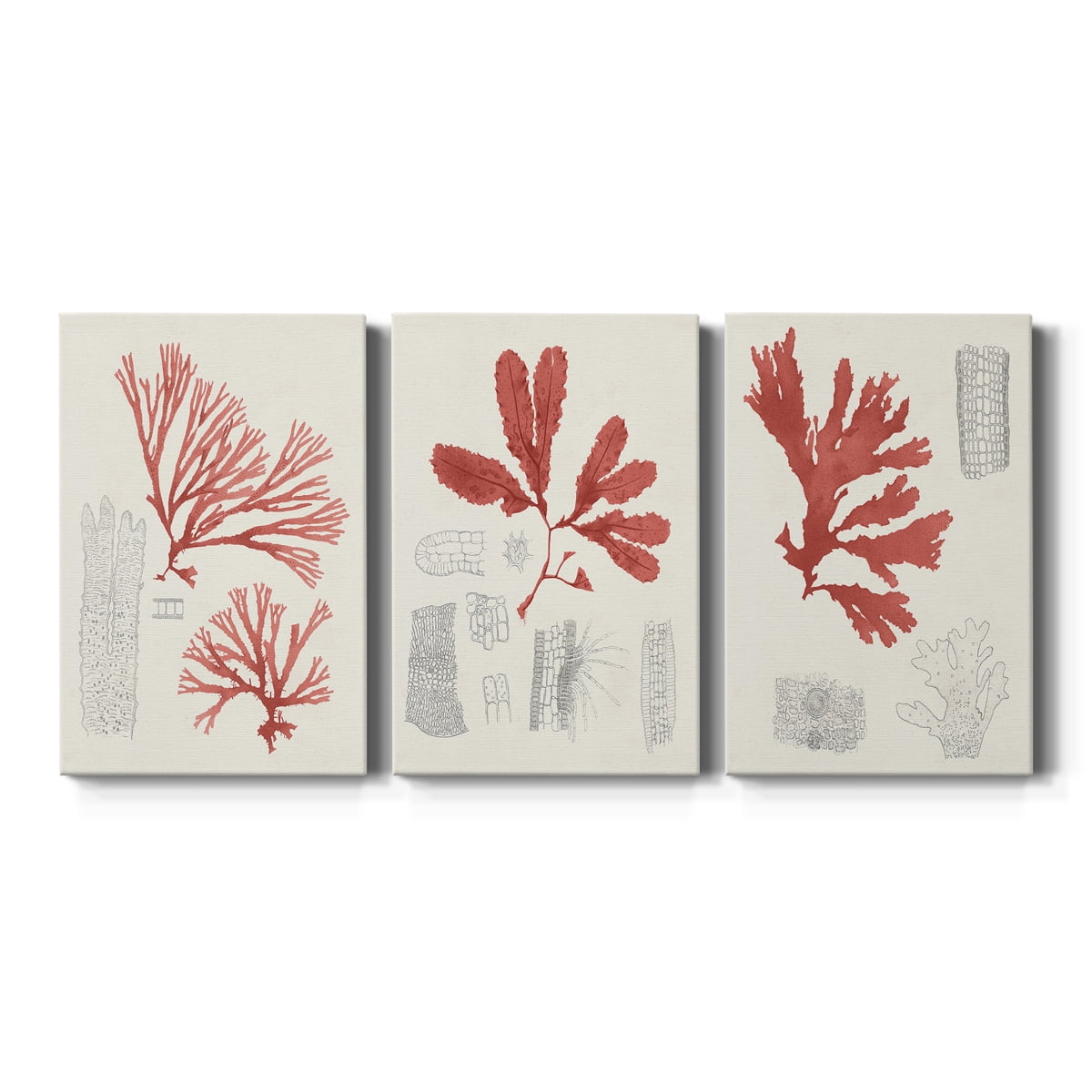 Vintage Coral Study I Premium Gallery Wrapped Canvas - Ready to Hang - 32 x 48 Each