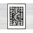 thumbnail image 1 of Vintage Corals Art Print, Antique Ocean Diagram Wall Art, Victorian Art Illustration Wall Art, Modern Wall Decor, 12x18 UNFRAMED, 1 of 2