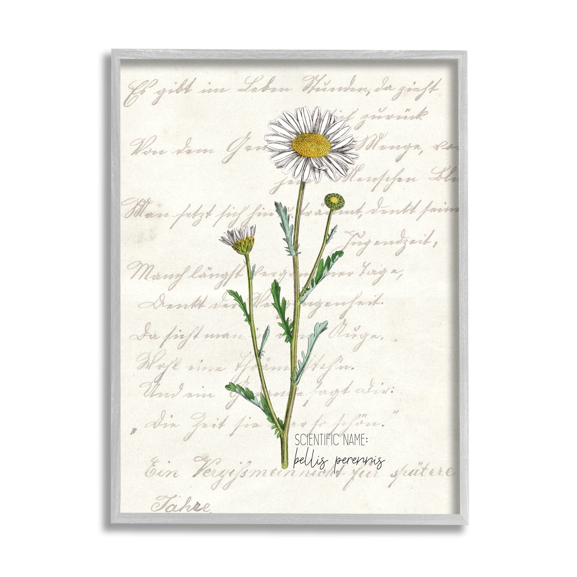 Stupell Industries Vintage Daisy Illustration Latin Script Study,11 x 14,Designed by Kim Allen