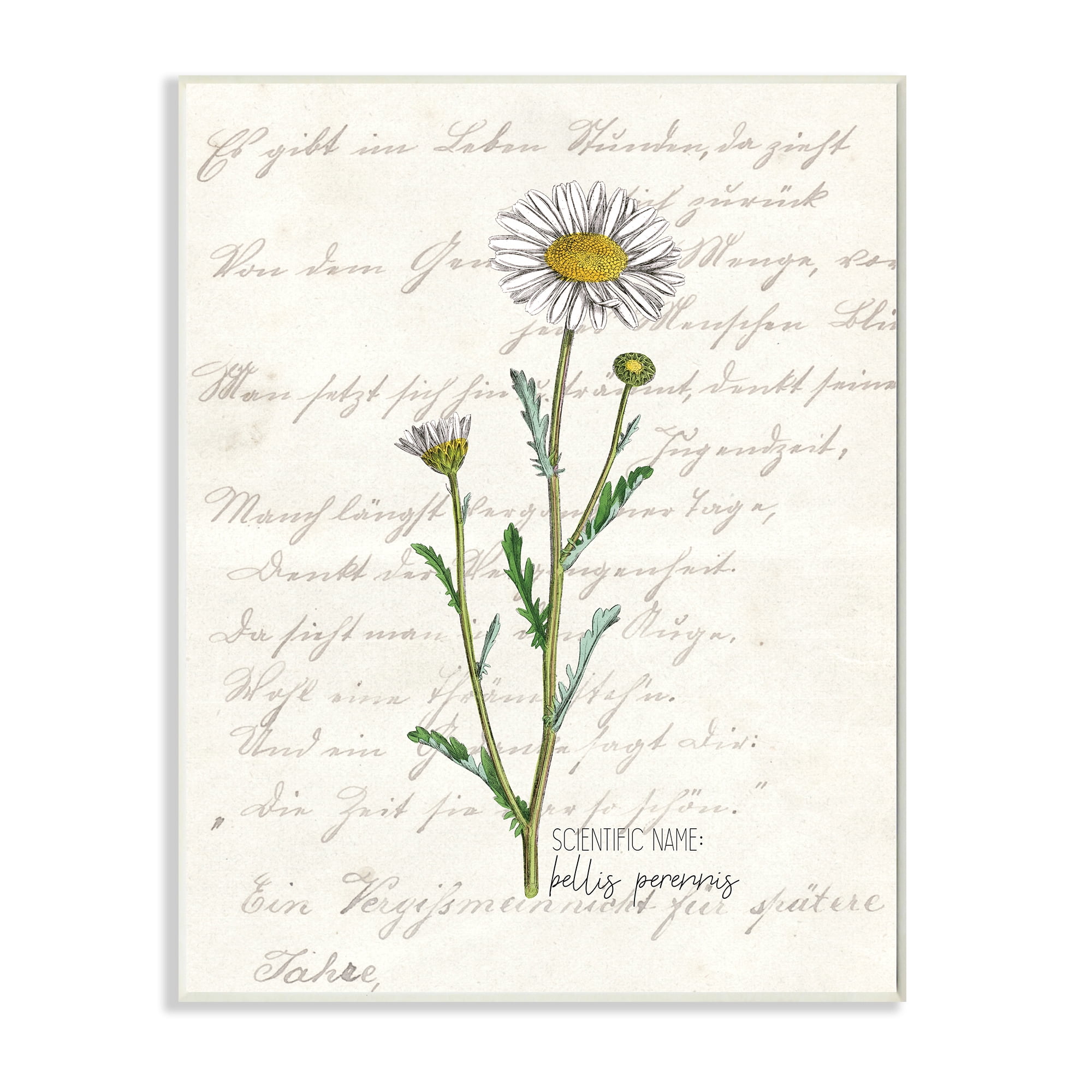 Vintage Daisy Illustration with Latin Script 13x19 Black Wood Frame