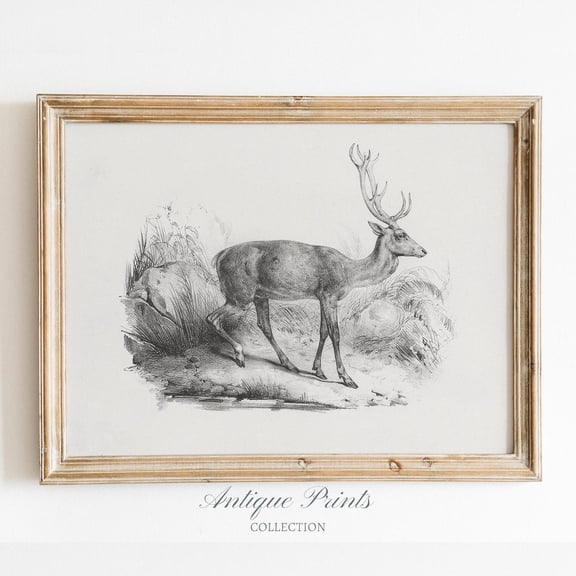 Vintage Deer Sketch, Rustic Deer Drawing, Antique Farmhouse Decor, Neutral Mountain Wall Art, Nursery Woodland Print Poster, Unframed Poster Size 16x24