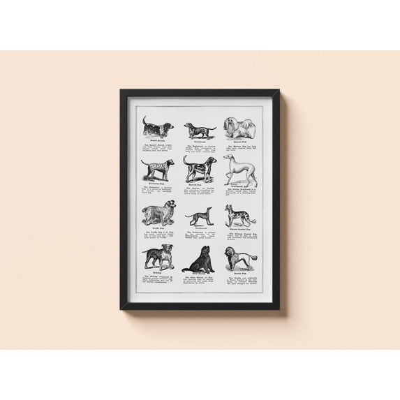 Vintage Dog Breeds Poster Thomas E Hill Canine Wall Art V3, Stretched Canvas 12x16in