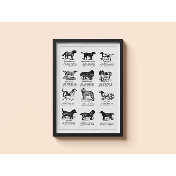 Vintage Dog Breeds Thomas E Hill Canine Wall Art V2 Unframed Paper Print