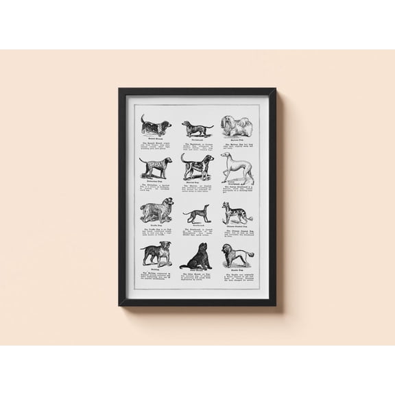 Vintage Dog Breeds Thomas E Hill Canine Wall Art V3 Unframed Paper Print