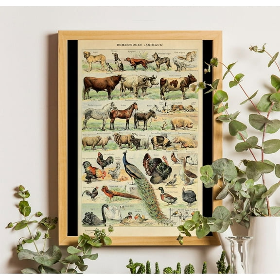 Vintage Domestic Animal Poster, Adolphe Millot Illustration, Unframed Canvas Size 24x36