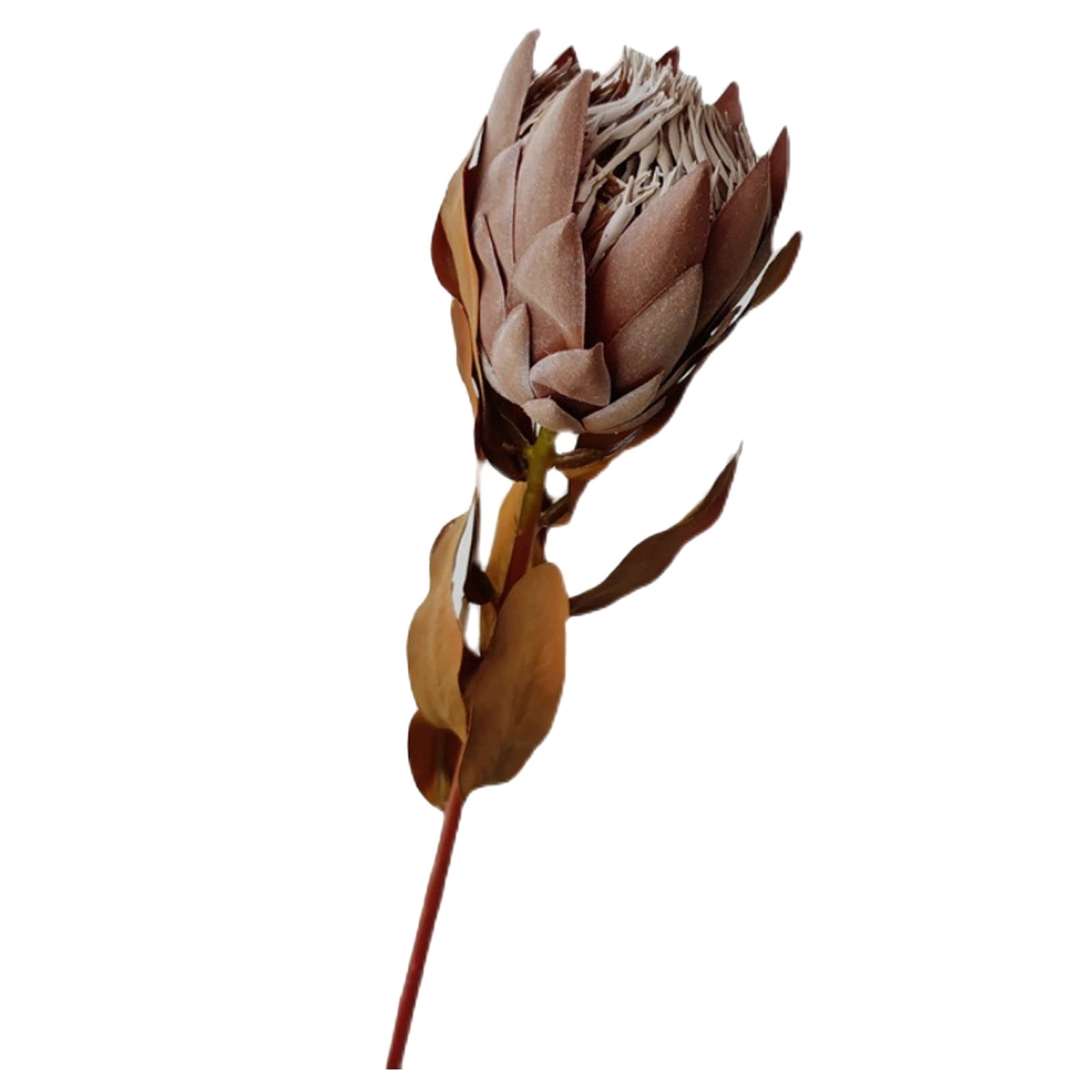 Vintage Dried South African King Flower Dried King Flowers 19 69inch lexica-portrait-of-african-warrior-king