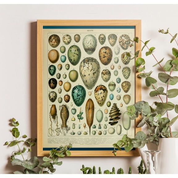 Vintage Egg Chart : Adolphe Millot Ornithology Unframed Paper Print