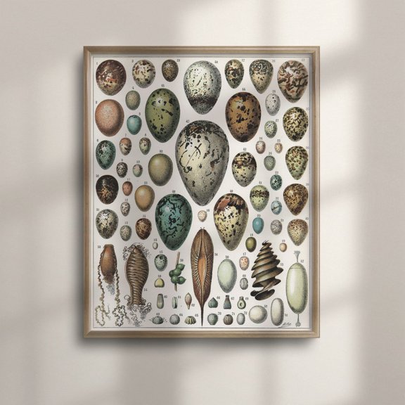 Vintage Egg Ornithology Chart Decorative Interior Home Wall Art Poster