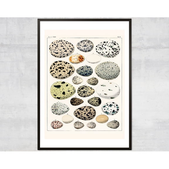 Vintage Eggs Art Print, Antique British Diagram, Victorian Art Illustration Wall Art, Modern Wall Decor, 8x12 UNFRAMED