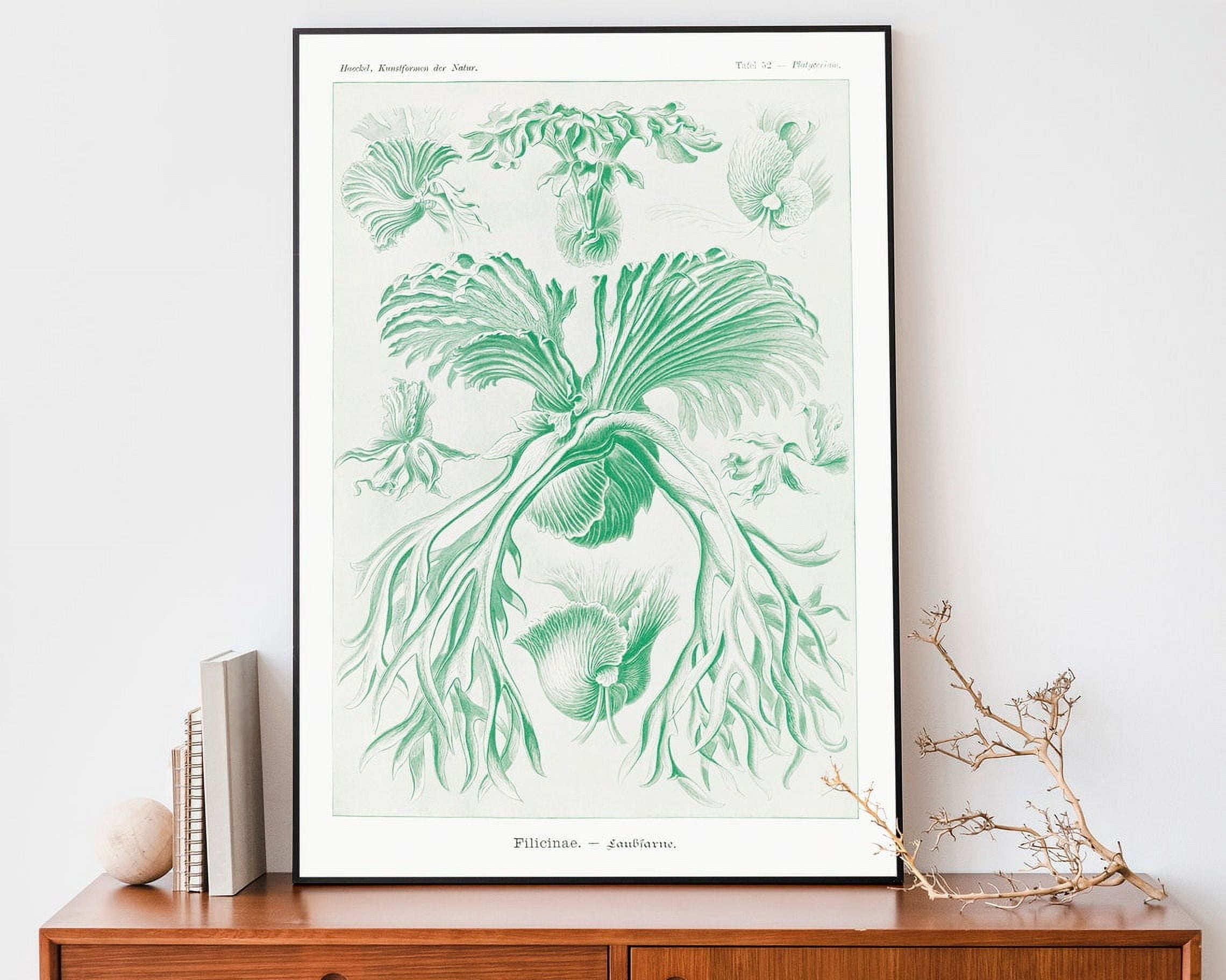 Vintage Ernst Haeckel Art Print, Botanical Poster, Fern Drawing ...
