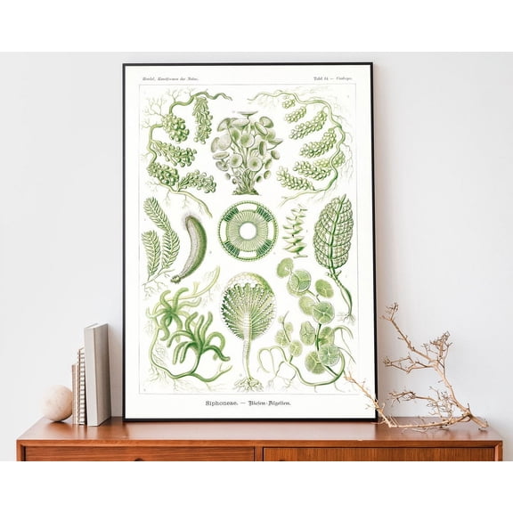 Vintage Ernst Haeckel Art Print, Botanical Poster, Nature Drawing, Scientific Chart, Leaves Print, Plant Diagram Wall Art, Modern Wall Decor, 24x36 UNFRAMED
