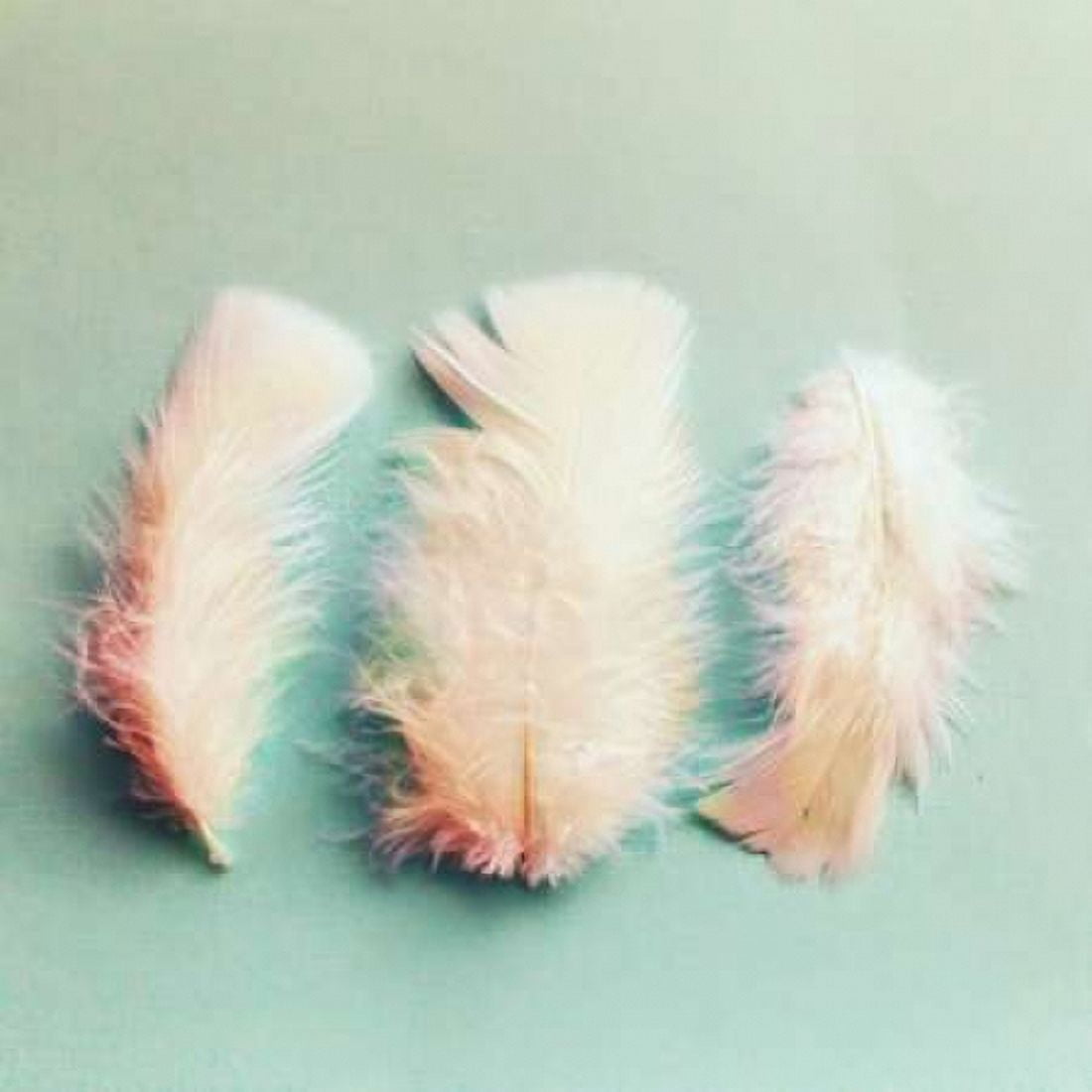 Vintage Feathers Canvas Art - Vicki Dvorak (24 x 24)