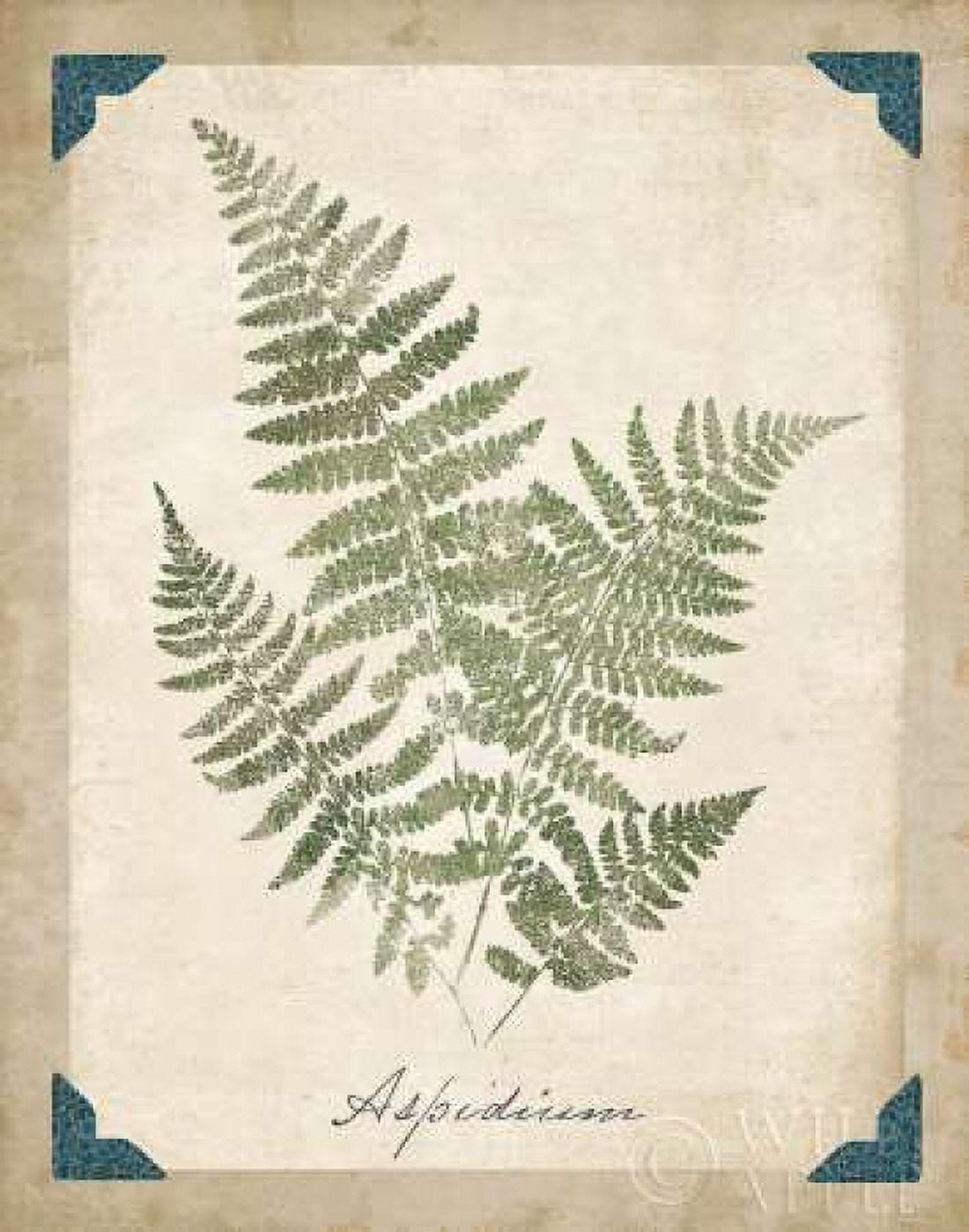 Vintage Ferns IX Canvas Art - Wild Apple Portfolio (22 x 28)
