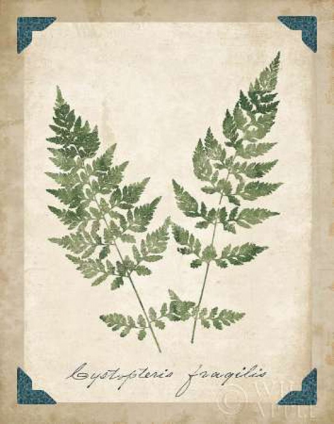 Vintage Ferns VII Canvas Art - Wild Apple Portfolio (22 x 28)