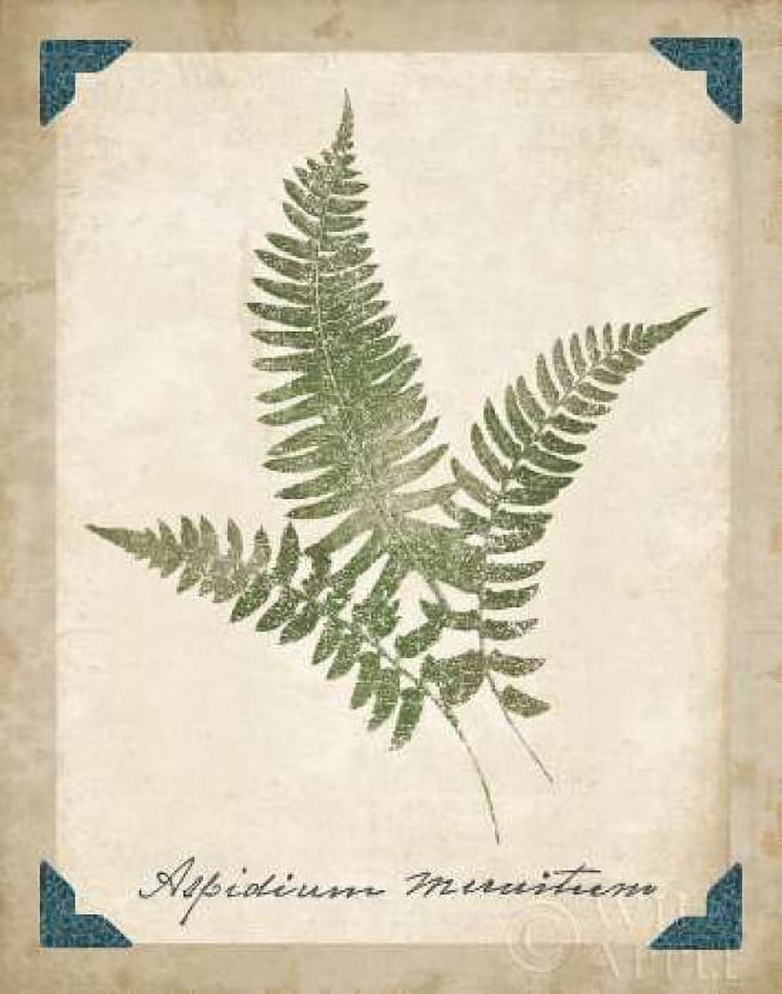 Vintage Ferns X Canvas Art - Wild Apple Portfolio (22 x 28)