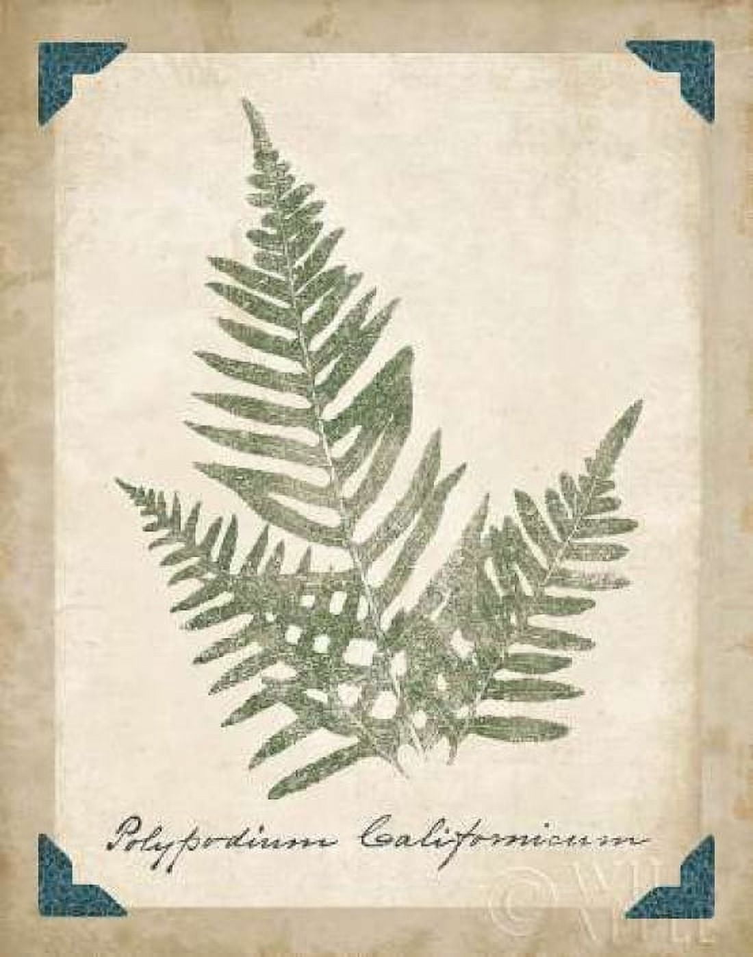 Vintage Ferns XI Canvas Art - Wild Apple Portfolio (22 x 28)