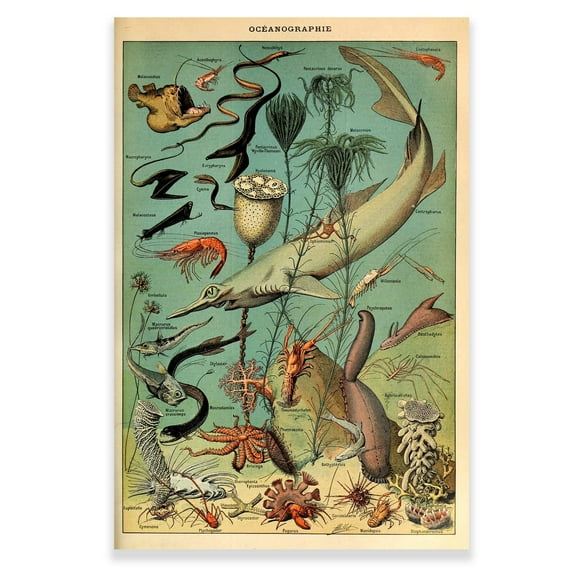 Vintage Fish Poster - Biology Poster Fish Species Chart - Fish Illustrations Nature Canvas Wall Art - Aesthetic Posters for Classroom School Kindergarten