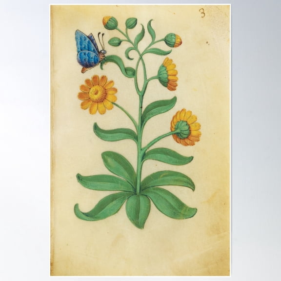 Vintage Floral Pattern Marigolds And Blue Butterfly Famous Artwork Claude Poster Wall Art, Modern Wall Decor For Living Room Bedroom, 8x12 UNFRAMED