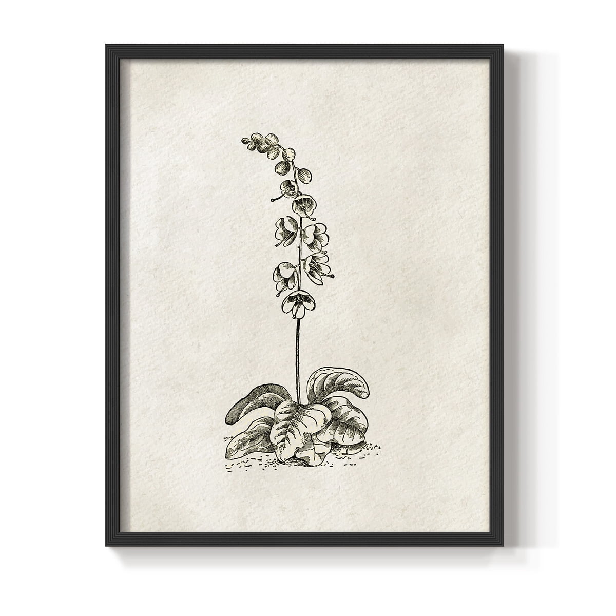 Vintage Floral Print CCCXIX - 14in. x 11in. Vintage Framed Print in Black Wood Frame