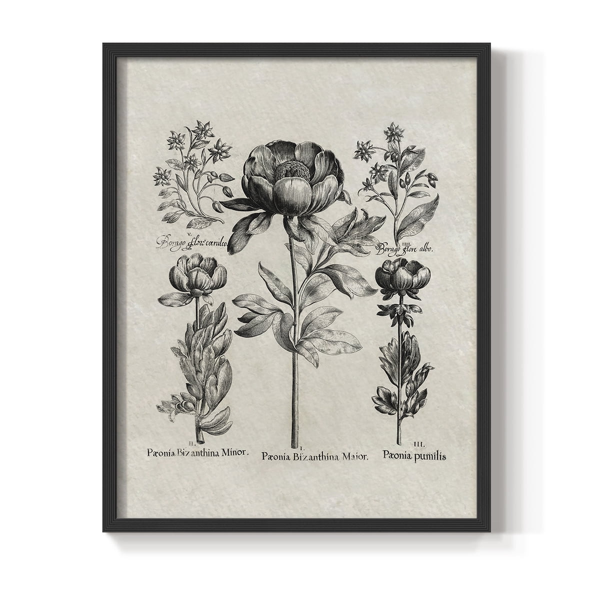 Vintage Floral Print CCCXXVIII - 14in. x 11in. Vintage Framed Print in Black Wood Frame