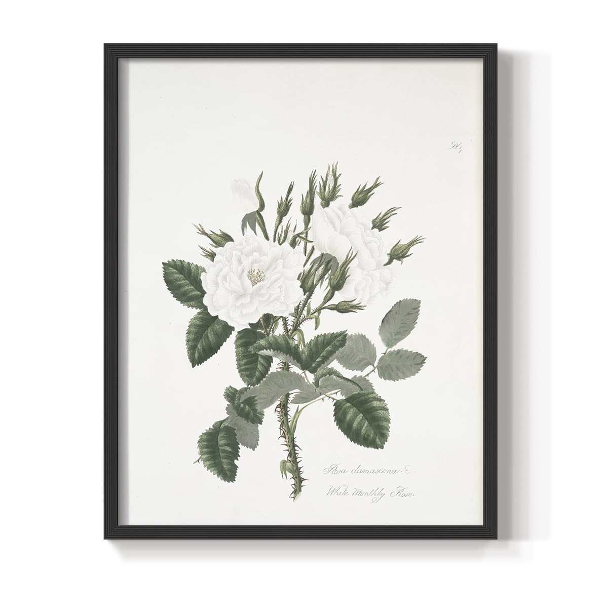 Vintage Floral Print CCXX - 14in. x 11in. Vintage Framed Print in Black Wood Frame