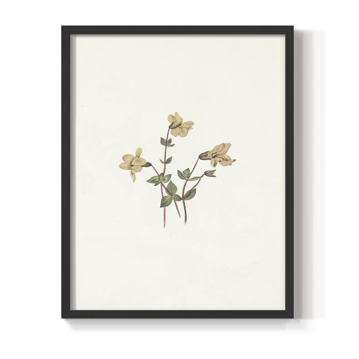 Vintage Floral Print CLXVI - 14in. x 11in. Vintage Framed Print in Black Wood Frame