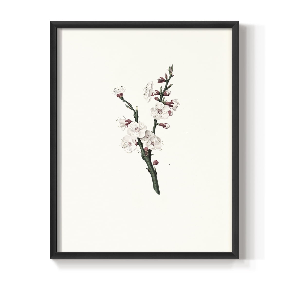 Vintage Floral Print CLXXXIV - 14in. x 11in. Vintage Framed Print in Black Wood Frame