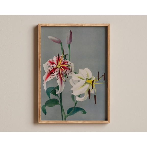 Vintage Floral Print, Japanese Lily Flower Art, Botanical Wall Decor, Ogawa Artwork, Antique Nature Poster Wall Art, Modern Wall Decor, 12x18 UNFRAMED