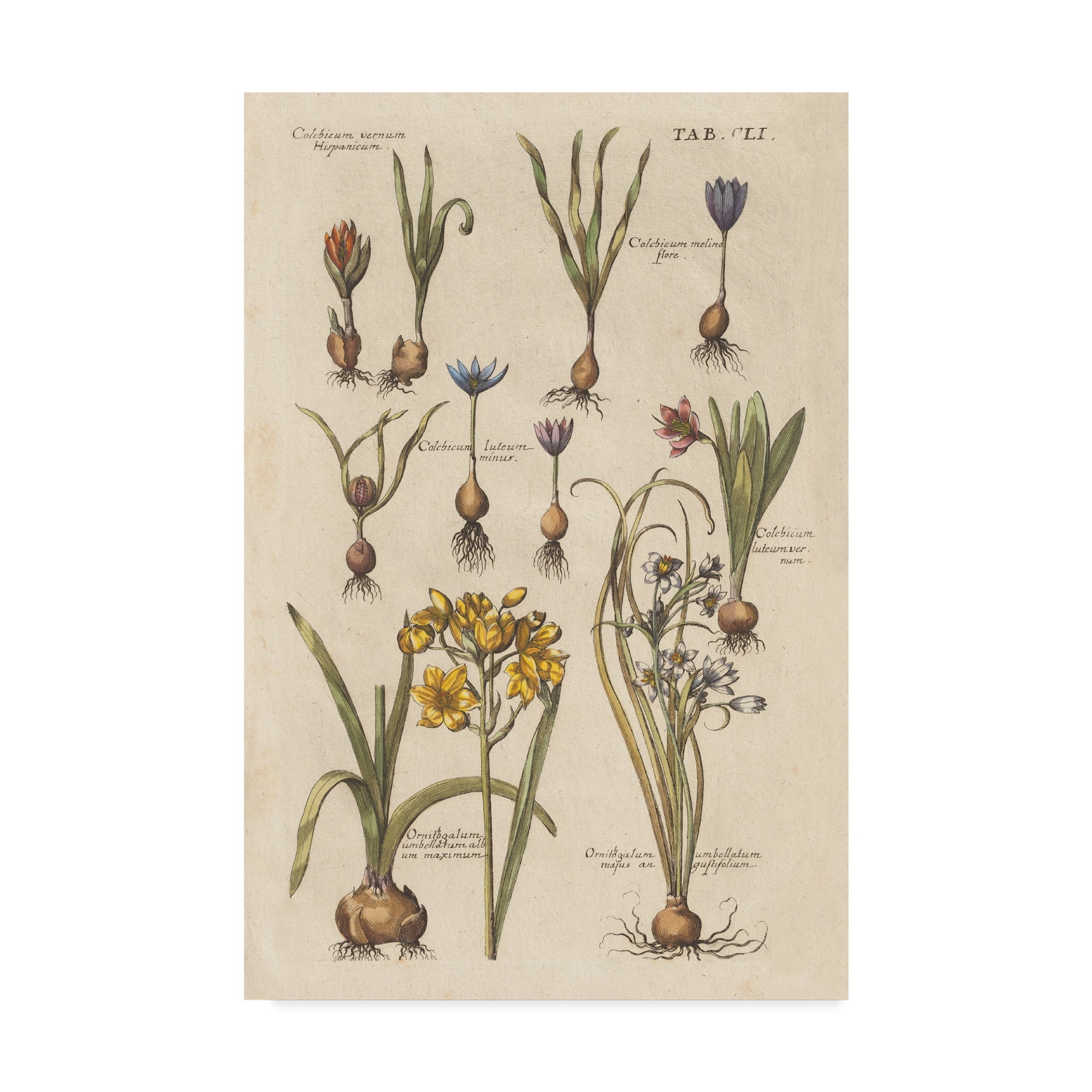 Vintage Florilegium II' Canvas Art by Wild Apple Portfolio