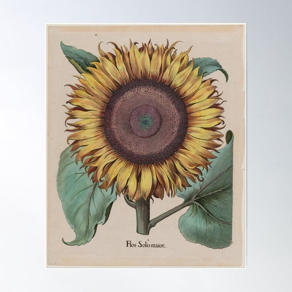 Vintage Flower Botanical Draw Poster Wall Art, Poster Only