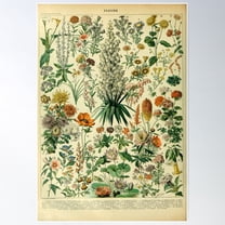 Vintage Flower Diagram Poster Wall Art, Modern Wall Decor For Living Room Bedroom, 8x12 UNFRAMED