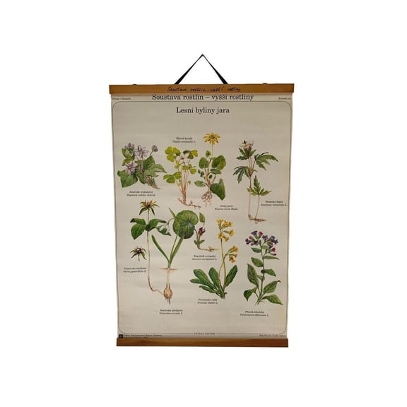 Vintage Forest Herbs Botanical Chart, Unframed Paper Poster 16x20in