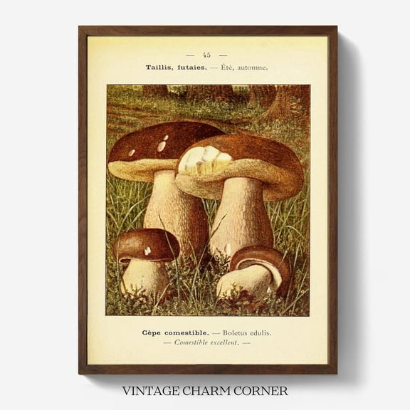 Vintage French Boletus Edulis Porcini Cep Mushroom Botanical Wall Decor Cottagecore Woodland Kitchen Rustic Foraging