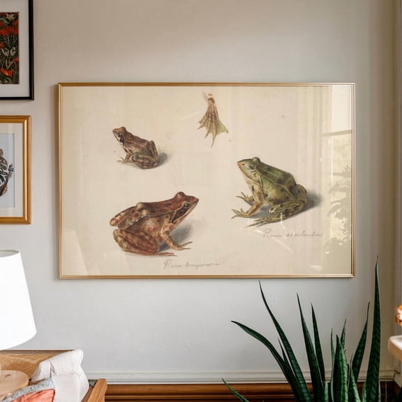 Vintage Frog Illustration Poster: Science Textbook Art Poster, Stretched Canvas Size 12x18