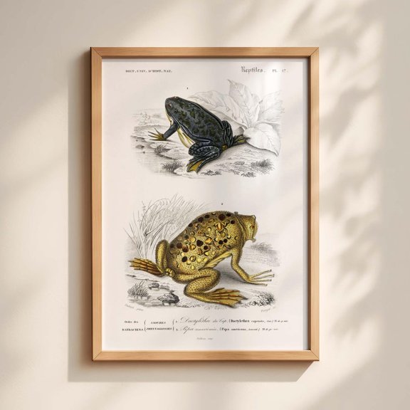 Vintage Frog Illustration Print 19Th Century Scientific Amphibian Art Natural History