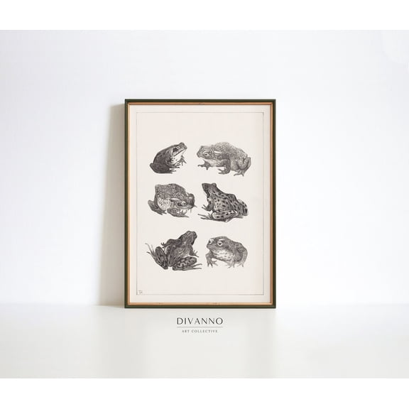 Vintage Frogs Toad Chart Unframed Paper Print