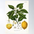 thumbnail image 1 of Vintage Fruit Illustration - Citrus Limonum Risso (Lemon) Poster Wall Art, Modern Wall Decor For Living Room Bedroom, 12x18 UNFRAMED, 1 of 2